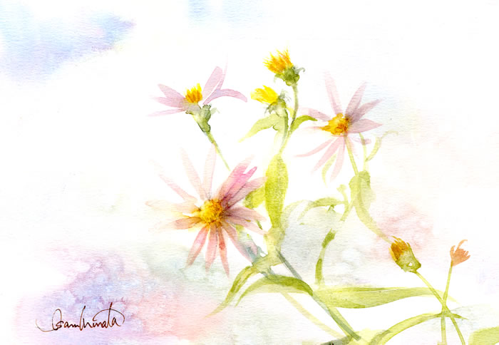 watercolor-flower-水彩画