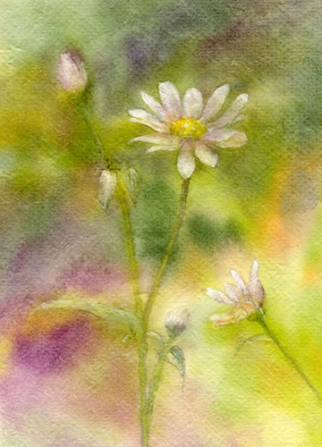 watercolor-flower-水彩画